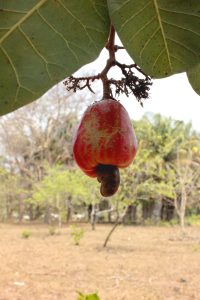 _MG_4334 (Copiar)